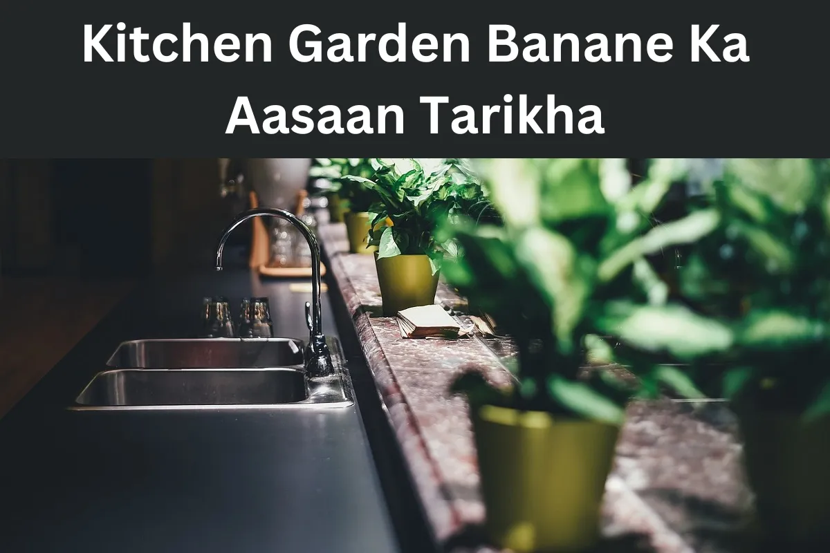 Kitchen Garden